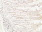 Collagen IV mouse Monoclonal Antibody(8E5)